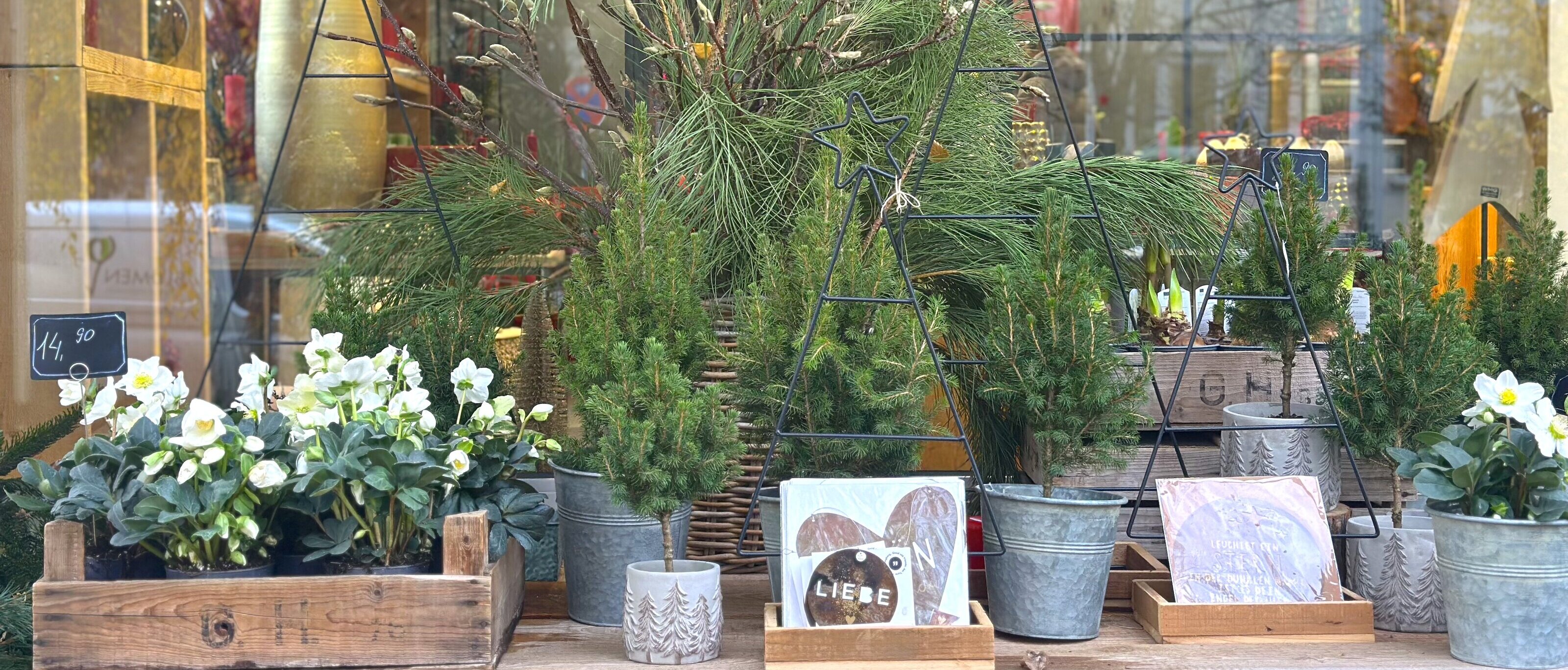 Adventsblumen für Outdoor